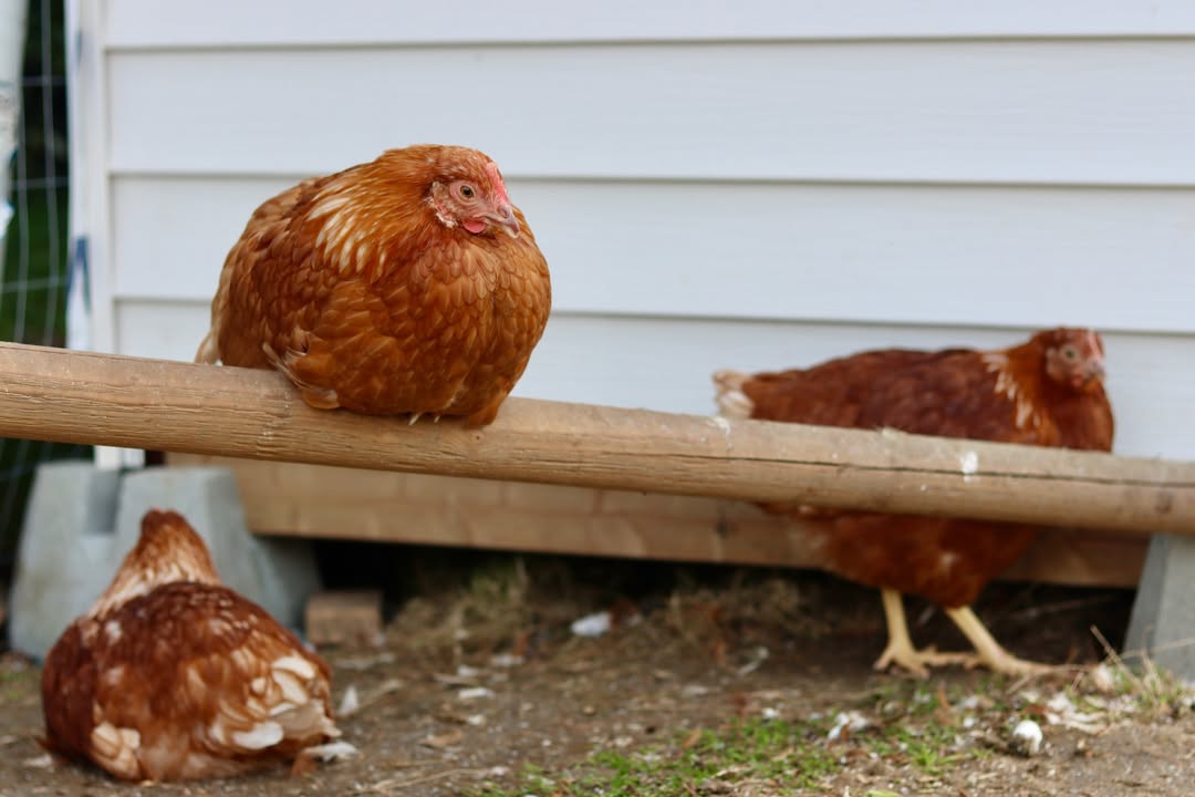 Three hens resting on and around a wooden roost beside the coop