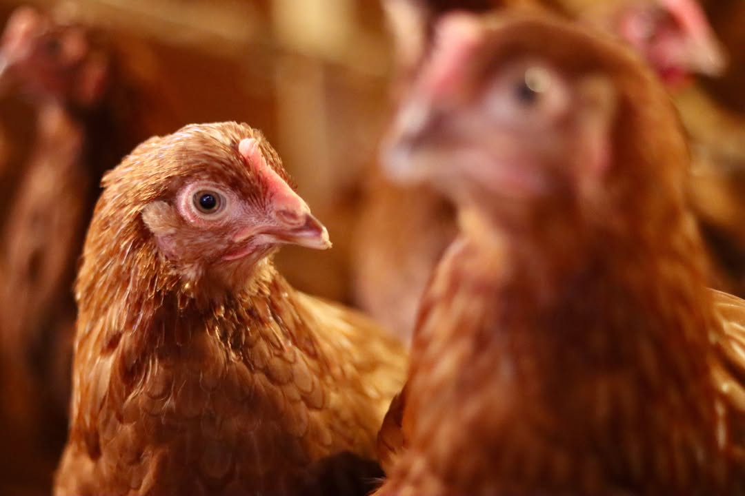 Close-up of a curious young hen inside the coop