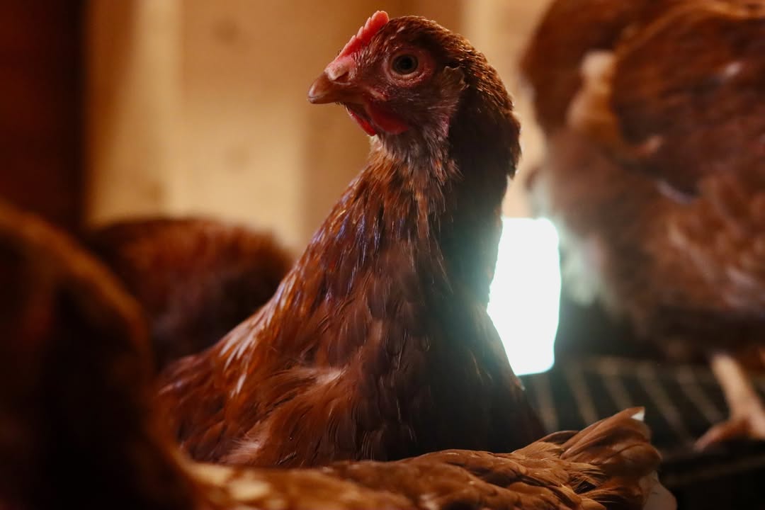 A hen glowing in warm light inside the coop
