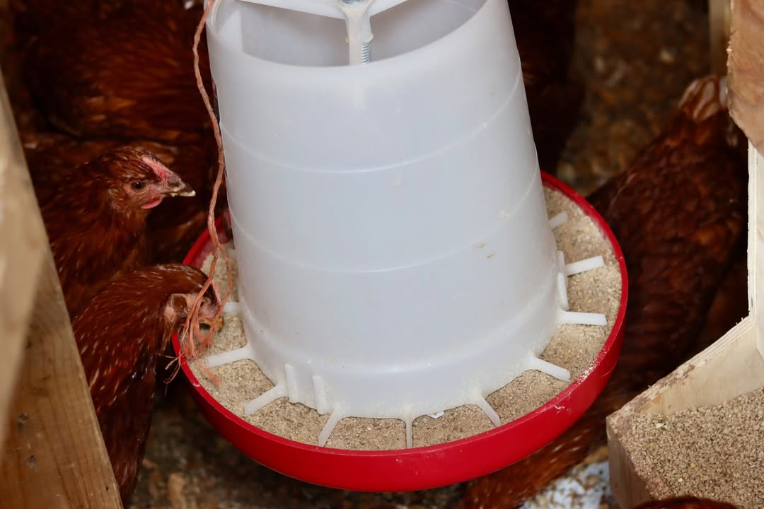 Hens pecking at a feeder full of grain