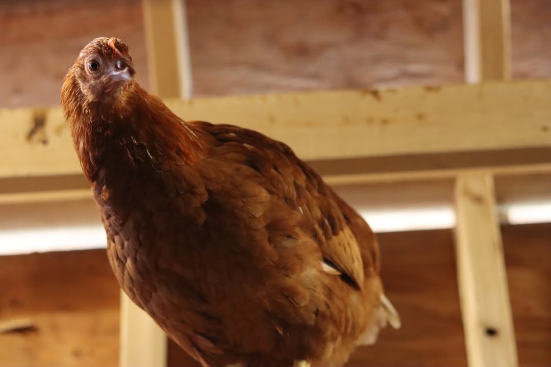 A hen peering down at the camera from her perch