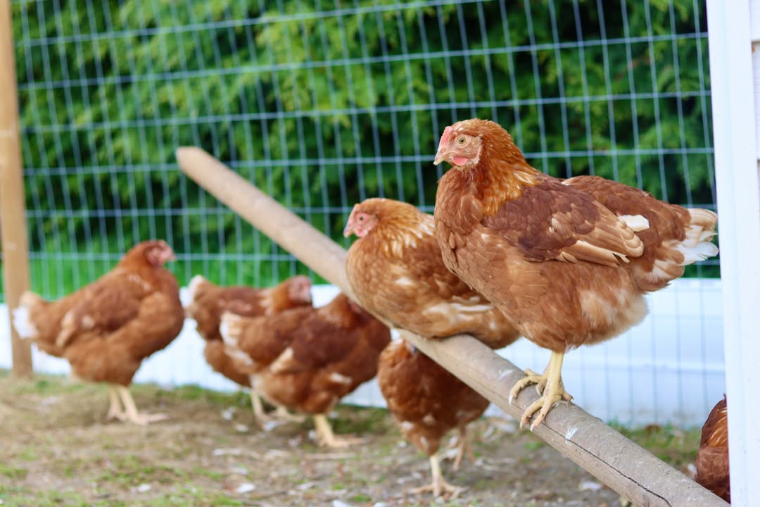 The flock perched along a wooden rail out on pasture