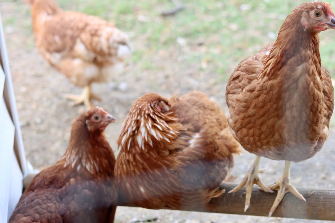 Three hens lined up on a perch enjoying the fresh air