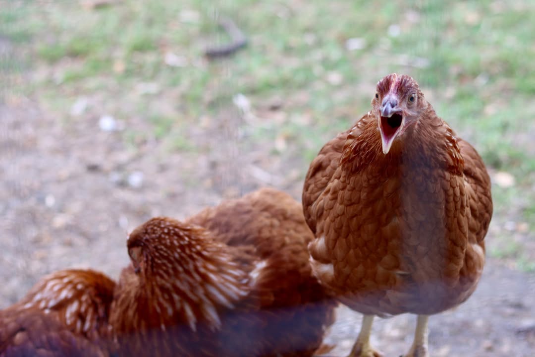 A hen mid-cluck with her beak wide open
