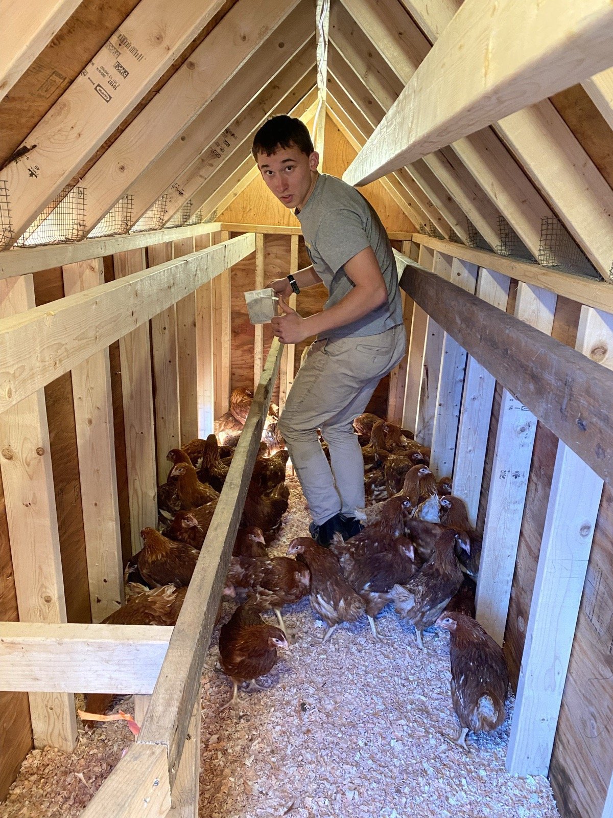 Ari inside the coop, feeding the flock of hens